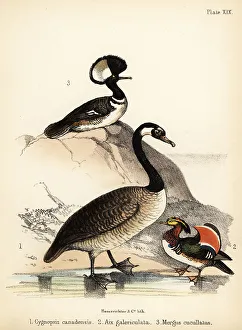 Ornithologist Prints: Canada goose, Mandarin duck and hooded merganser