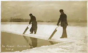 Saws Prints: Canada - Hamilton Bay - Ice Harvest - Sawing ice sheet