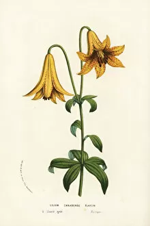 Lily Gallery: Canada lily, Lilium canadense
