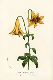 Lilium Prints: Canada lily, Lilium canadense