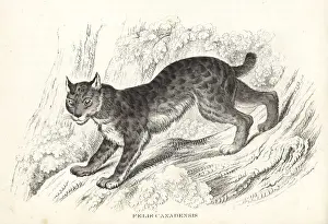 Felis Prints: Canada lynx, Lynx canadensis