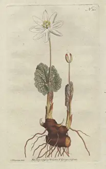 Canada puccoon or bloodroot, Sanguinaria canadensis