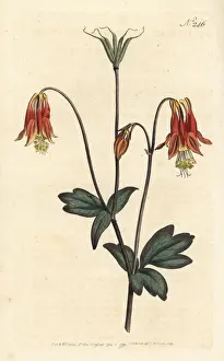 Sansom Prints: Canadian columbine, Aquilegia canadensis