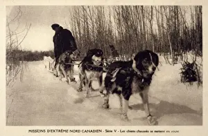 Sleighs Prints: Canadian Dog Sleigh