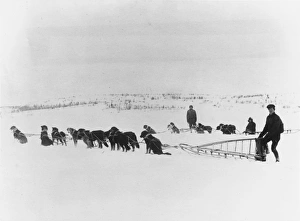 Canadian dog teams, Russia 1919 Canadian dog teams, Russia 1919