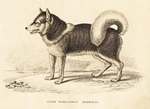 Endangered Prints: Canadian eskimo dog or qimmiq, Canis familiaris borealis