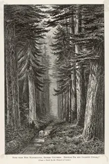 Canadian Forest Scene