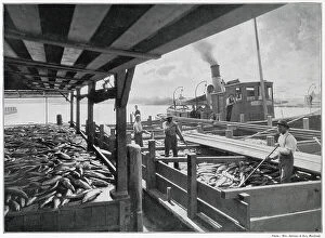Catching Collection: One of Canadian industries was the catching and packing of salmon