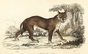 Predator Prints: Canadian lynx, Lynx canadensis
