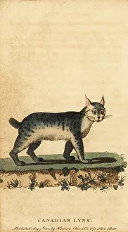 Jacques De Seve Prints: Canadian lynx, Lynx canadensis