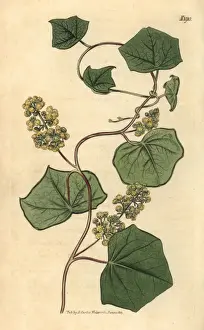 Canadian moonseed, Menispermum canadense
