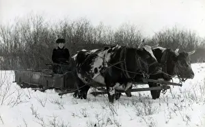 Sleigh Prints: Canadian Ox Sled - Blackfoot, Canada