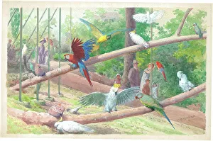 Aviary Prints: The Canalbank Aviary Cockatoos Macaws and Parrots