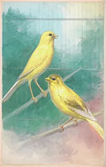 Canaries Prints: Canaries