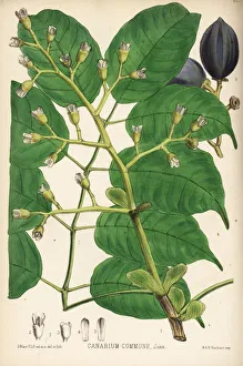 Almond Gallery: Canarium nut, Canarium indicum
