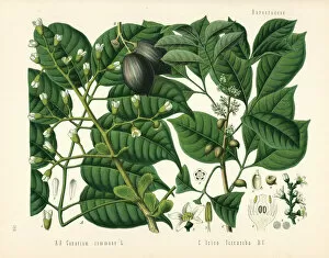 Adolph Gallery: Canarium nut tree, Canarium indicum, and protium