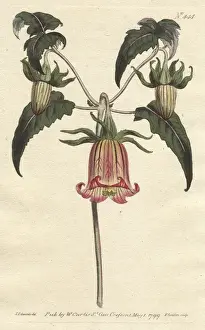 Campanula Prints: Canary bell-flower with yellow flowers, native