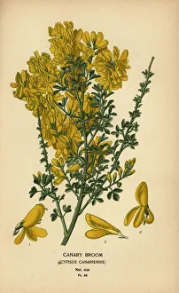 Horticulture Prints: Canary broom, Genista canariensis