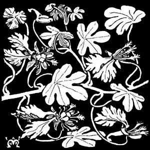 Midgley Collection: Canary Creeper