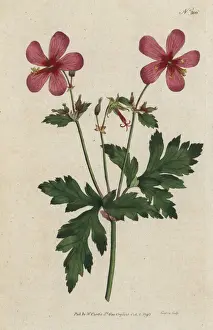 Sansom Prints: Canary Island geranium, Geranium palmatum