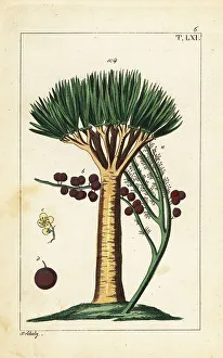 Bark Prints: Canary Islands dragon tree, Dracaena draco. Vulnerable