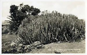 Archipelago Collection: Canary Islands - Euphorbia canariensis