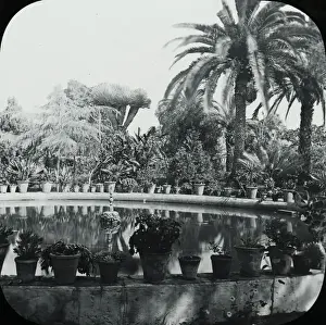 Orotava Prints: Canary Islands - Orotava, The Botanic Gardens