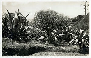 Canaries Collection: Canary Islands - Tenerife - Aloe Vera Plants