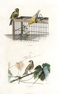 Canary and linnet