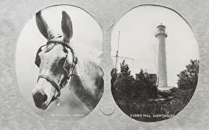 Gibbs Prints: Canary Mule and Gibbs Hill Lighthouse, Bermuda