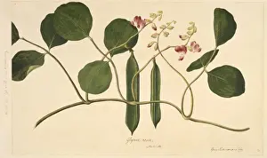 Fabaceae Prints: Canavalia rosea, beach bean