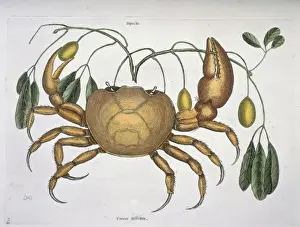 Mark Catesby Prints: Cancer terrestris
