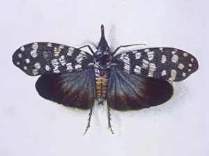 CANDLE FLY