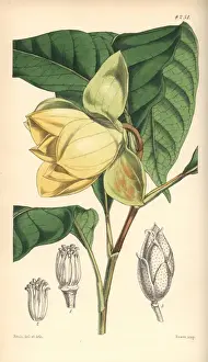 Magnolia Prints: De Candolles talauma, Magnolia candollii (Blume)