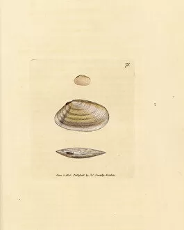 Subjects Gallery: Candystick tellina shell, Tellina similis