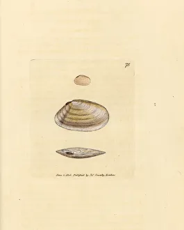 Subjects Gallery: Candystick tellina shell, Tellina similis