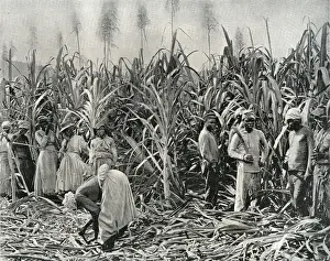 Cane Cutters in Jamaica