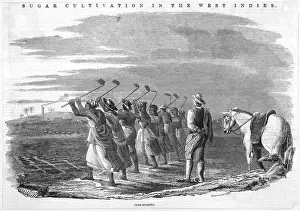 Cane holeing, Jamaica 1849