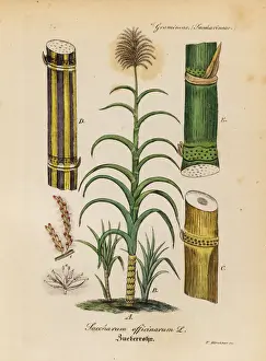 Sugar Prints: Cane sugar, Saccharum officinarum