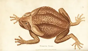 Toad Prints: Cane toad, Rhinella marina