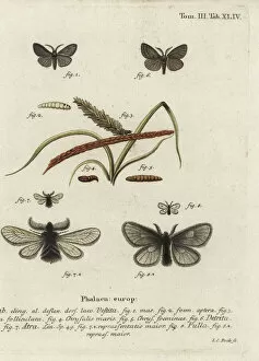 Phalaena Collection: Canephora hirsuta, Ocneria detrita and Epichnopterix