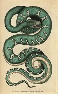 Headed Prints: Canine boa, dog-headed snake or emerald tree