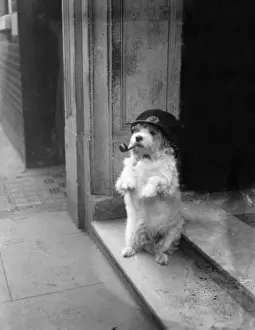 Humans Prints: Canine Commissionaire
