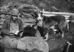 Couriers Prints: A canine courier of the great war