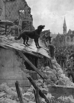 Aisne Gallery: Canine Devotion in War Time, WW1 dog guarding home