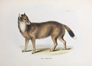 Antarctic Wolf Gallery: Canis Antarcticus