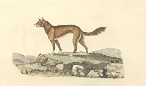 Canis lupus dingo, dingo