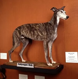 Canis lupus familiaris, dog