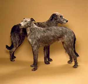 Canis lupus familiaris, dog