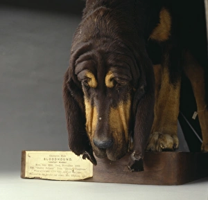 Selective Breeding